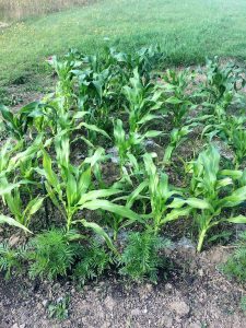 barker family adventures