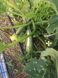 barker family adventures